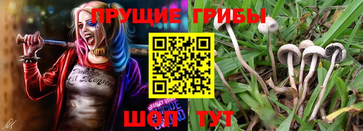 Галлюциногенные грибы Psilocybe  цена наркотик  Берёзовский  Псилоцибиновые грибы Cubensis  Вход с VPN 